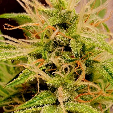 White Widow  growlog timeline photo