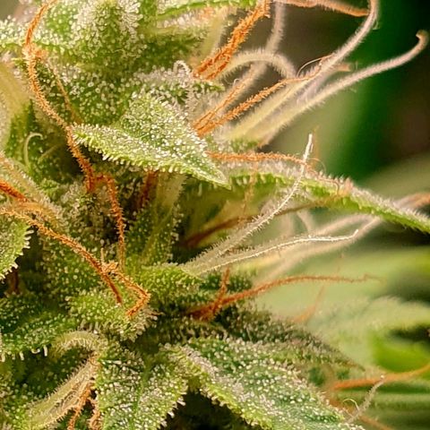 White Widow  growlog timeline photo