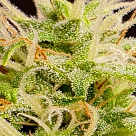 White Widow  growlog timeline photo