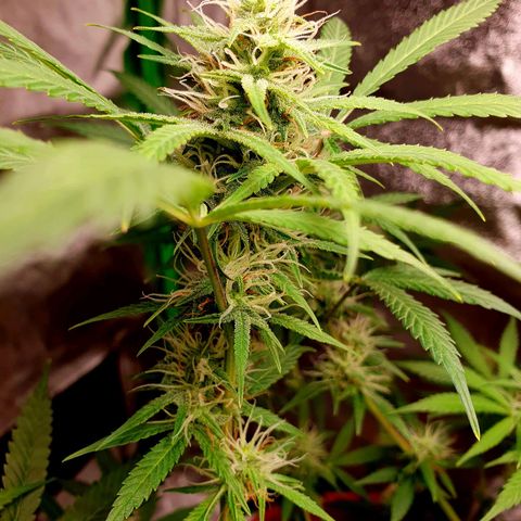 White Widow  growlog timeline photo