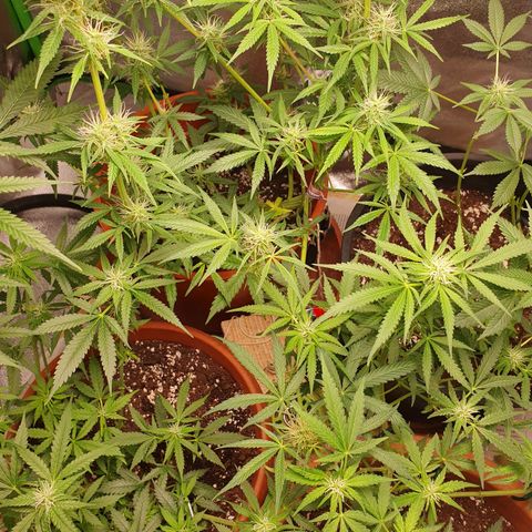 Nothern Light  growlog timeline photo
