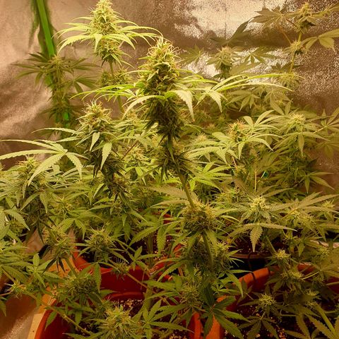 Nothern Light  growlog timeline photo