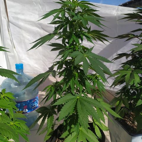 OG Kush Auto CBD growlog timeline photo