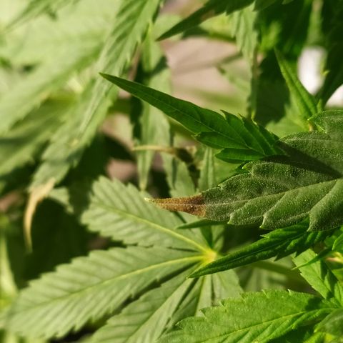 OG Kush Auto CBD growlog photo: Flores.
Manchas post mamboreta.