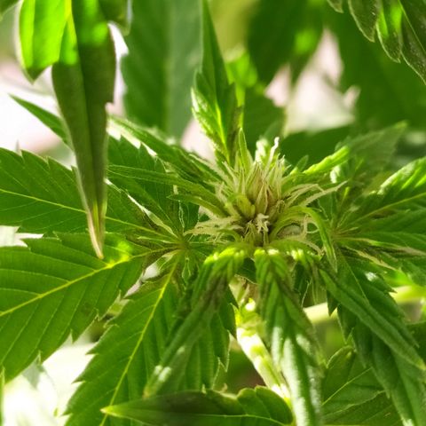 OG Kush Auto CBD growlog photo: Flores.
Manchas post mamboreta.