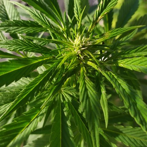 OG Kush Auto CBD growlog photo: Flores.
Manchas post mamboreta.