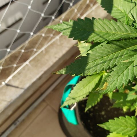 OG Kush Auto CBD growlog photo: Flores.
Manchas post mamboreta.