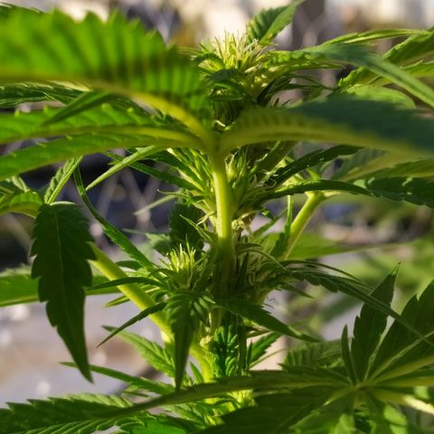 OG Kush Auto CBD growlog photo: Flores.
Manchas post mamboreta.