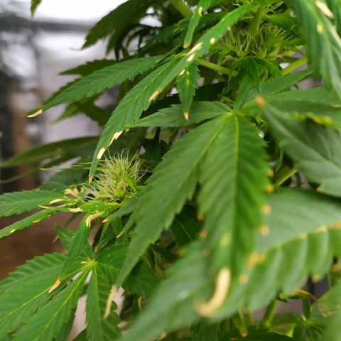 OG Kush Auto CBD growlog timeline photo