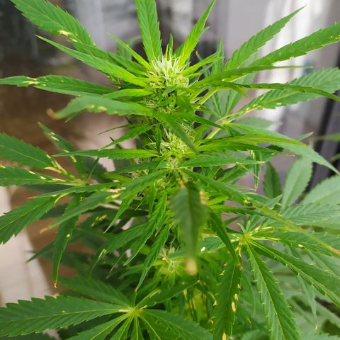 OG Kush Auto CBD growlog timeline photo