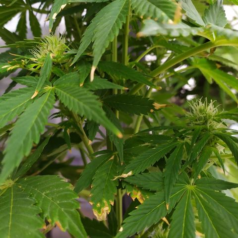 OG Kush Auto CBD growlog timeline photo