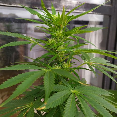 OG Kush Auto CBD growlog timeline photo