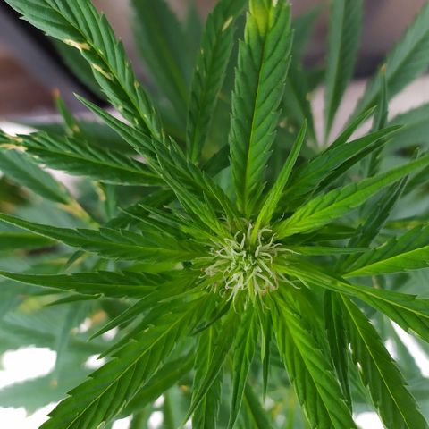 OG Kush Auto CBD growlog timeline photo