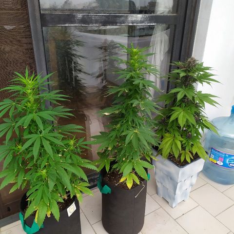 OG Kush Auto CBD growlog timeline photo