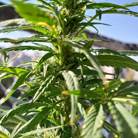 OG Kush Auto CBD growlog timeline photo