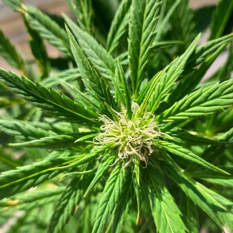 OG Kush Auto CBD growlog timeline photo