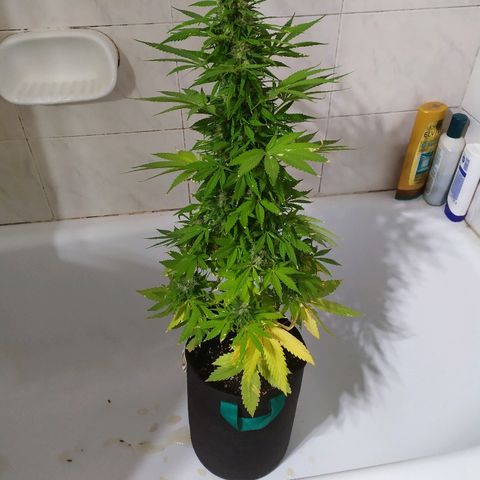OG Kush Auto CBD growlog timeline photo