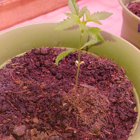 White Rhino growlog timeline photo