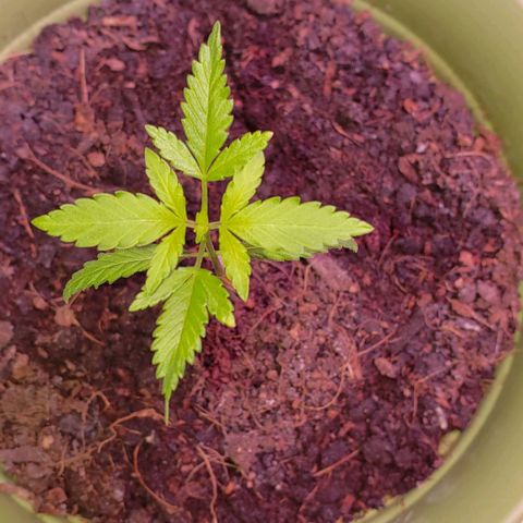 White Rhino growlog timeline photo