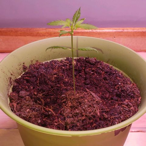 White Rhino growlog timeline photo