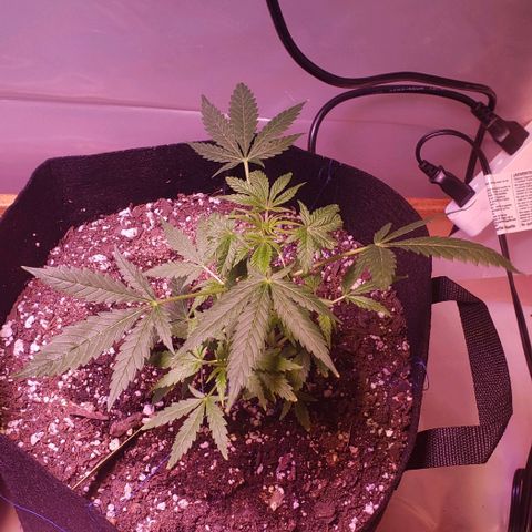 White Rhino growlog timeline photo