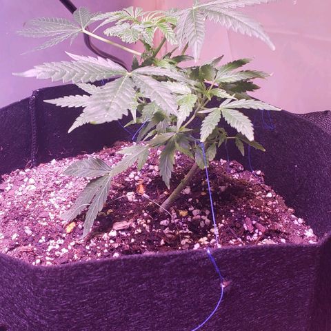 White Rhino growlog timeline photo