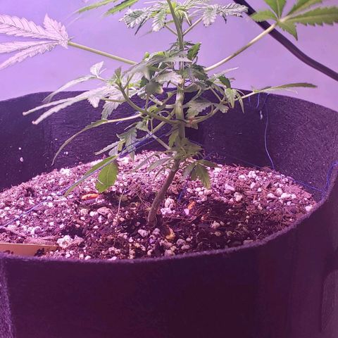 White Rhino growlog timeline photo