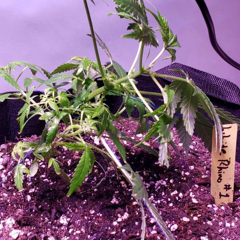 White Rhino growlog photo: Lst