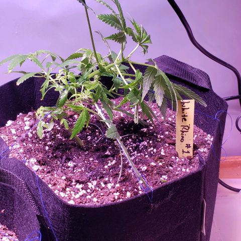White Rhino growlog photo: Lst