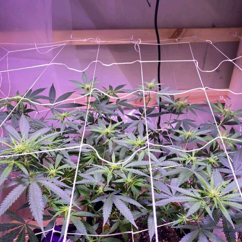 White Rhino growlog timeline photo