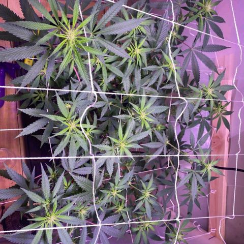 White Rhino growlog timeline photo