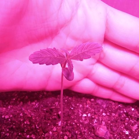 Gorilinha  growlog timeline photo