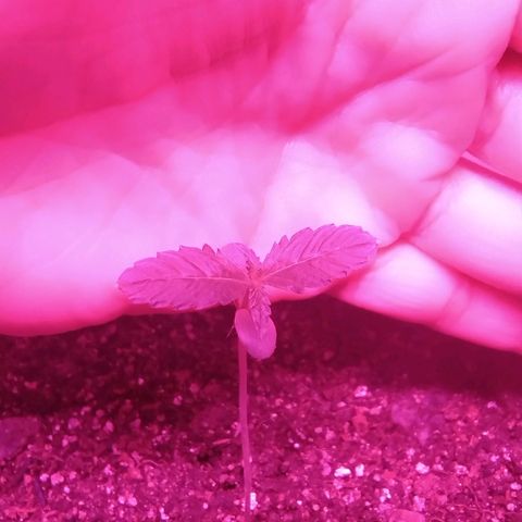 Gorilinha  growlog timeline photo