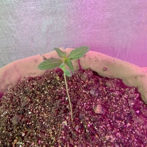 Gorilinha  growlog timeline photo