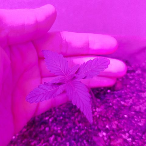 Gorilinha  growlog timeline photo