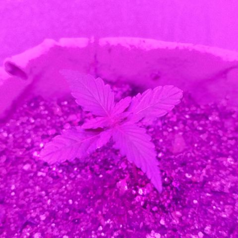 Gorilinha  growlog timeline photo