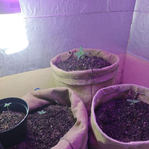 Gorilinha  growlog photo: Será que estão com pouca luz? Azul e vermelho