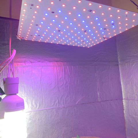Gorilinha  growlog photo: Será que estão com pouca luz? Azul e vermelho