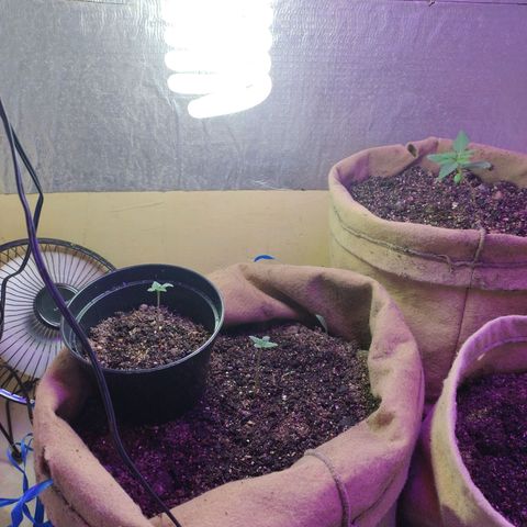 Gorilinha  growlog timeline photo