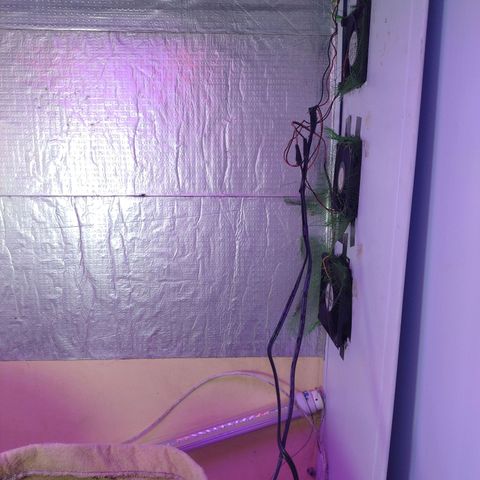 Gorilinha  growlog timeline photo