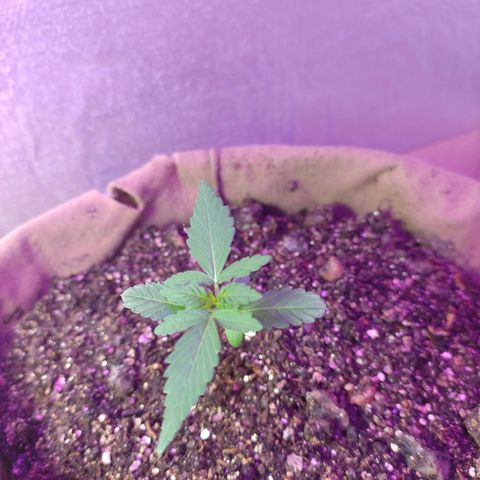 Gorilinha  growlog photo: Água 