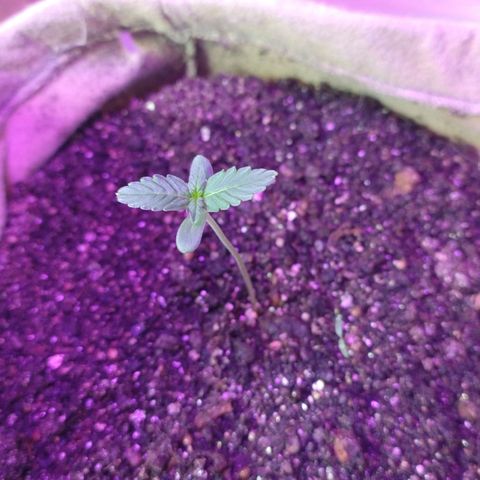 Gorila glue #4  growlog photo: Água 