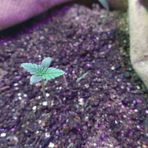 Gorila glue #4 growlog photo: Água. Ao lado da florescente , bem mais perto do que as outras duas gorilas