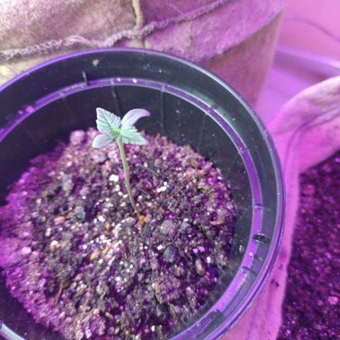 Gorila glue #4  growlog photo: A terra ainda não chegou então ainda não troquei essa nanica, mas ela pode se desenvolver com as raízes deitadas também não só descem 