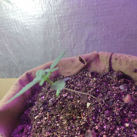 Gorilinha  growlog photo: Desde que a lâmpada nova chegou ela ficou assim, acho que preciso movimentar o grow e aumentar o led para amarela e branca