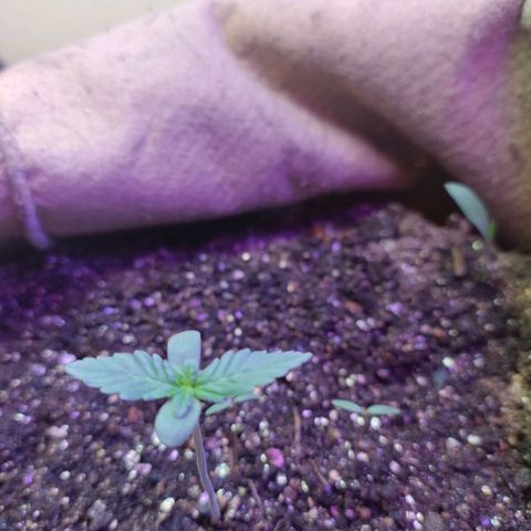 Gorila glue #4 growlog timeline photo