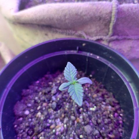 Gorila glue #4  growlog photo: Estou molhando o solo total, está secando bem rápido, fiz a rega em todo esse pequeno pote mas assim que chegar o solo faço o transplantes, vou adicionar em um solo inerte com um pouco de adubo bokashi e frass.