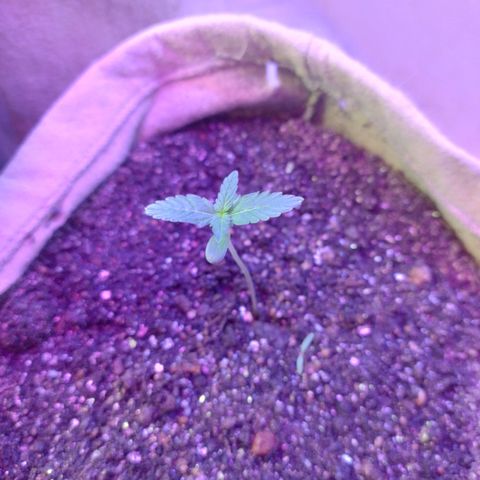 Gorila glue #4  growlog timeline photo