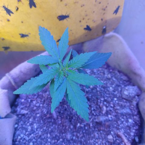 Gorilinha  growlog photo: Estou achando tão pequena e fina, pelo menos não está travada