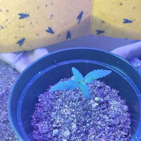 Gorila glue #4  growlog photo: Falta chegar seu novo vaso...